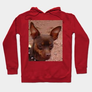 miniature pinscher chocolate and tan Hoodie